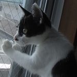 たねとりまこ